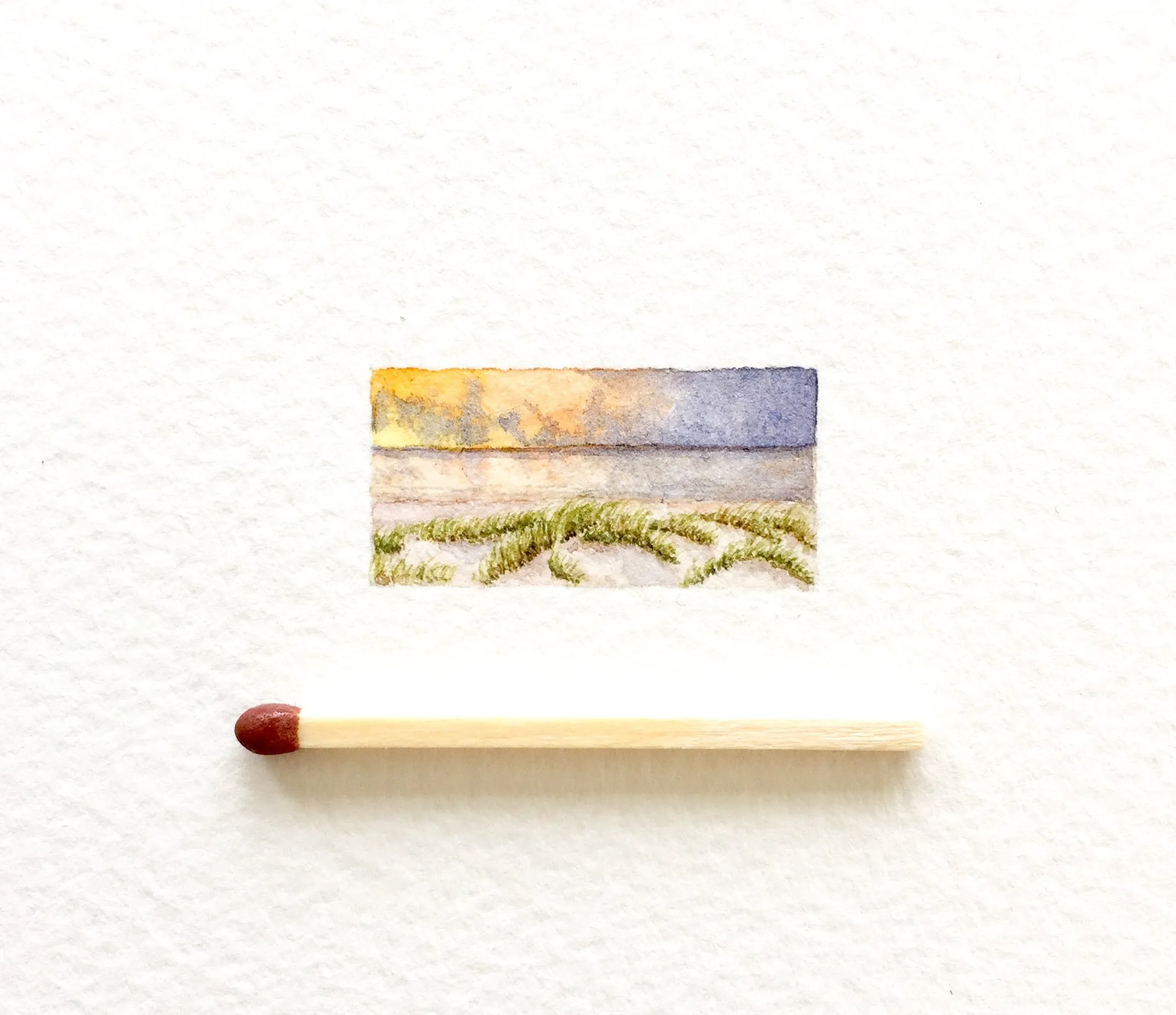 Beach grass