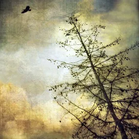 Large Crow by Gloria Baker Feinstein Fine Art Photography