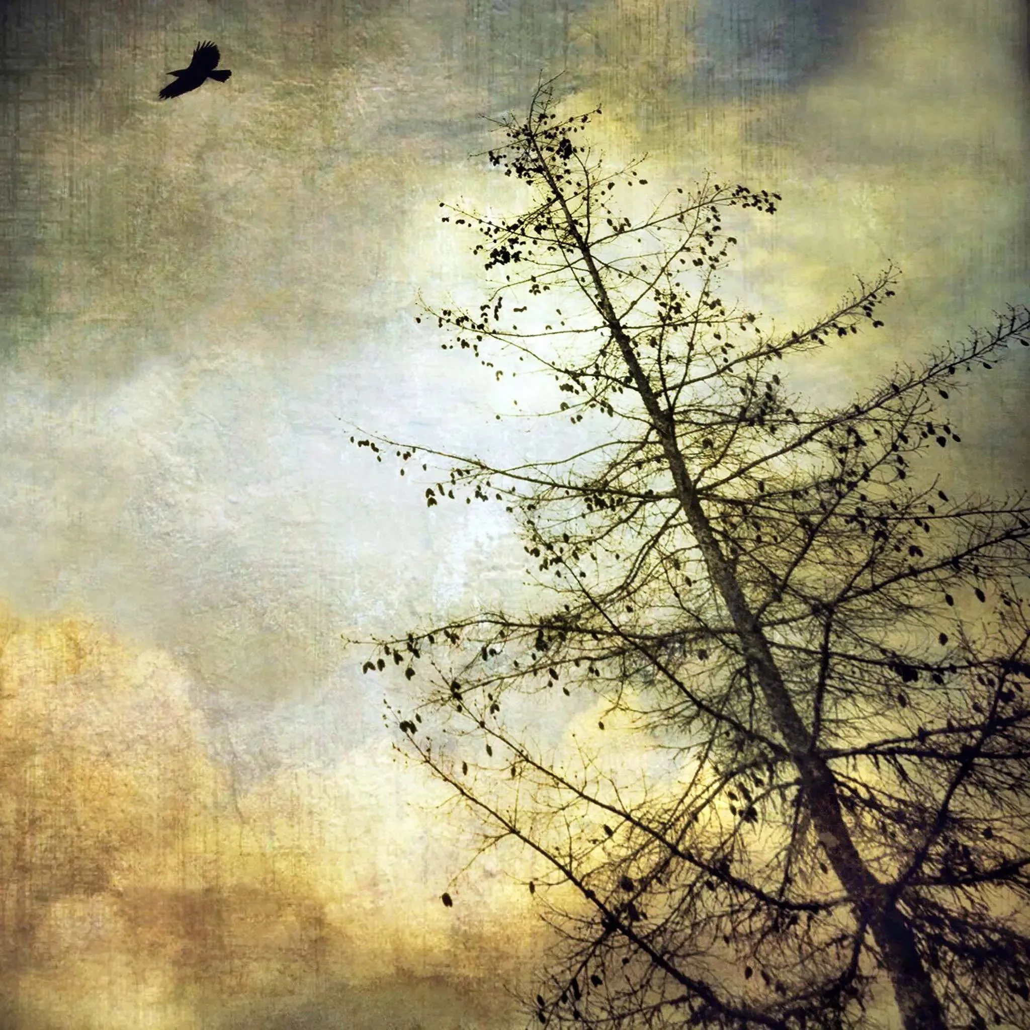 Large Crow by Gloria Baker Feinstein Fine Art Photography